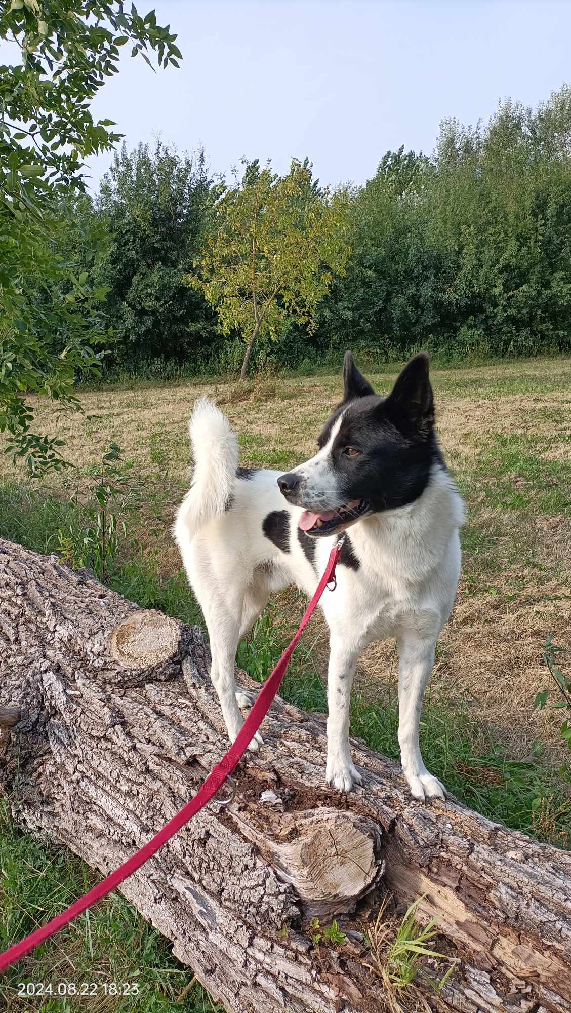 Tobias de roc noir et de sable blanc
